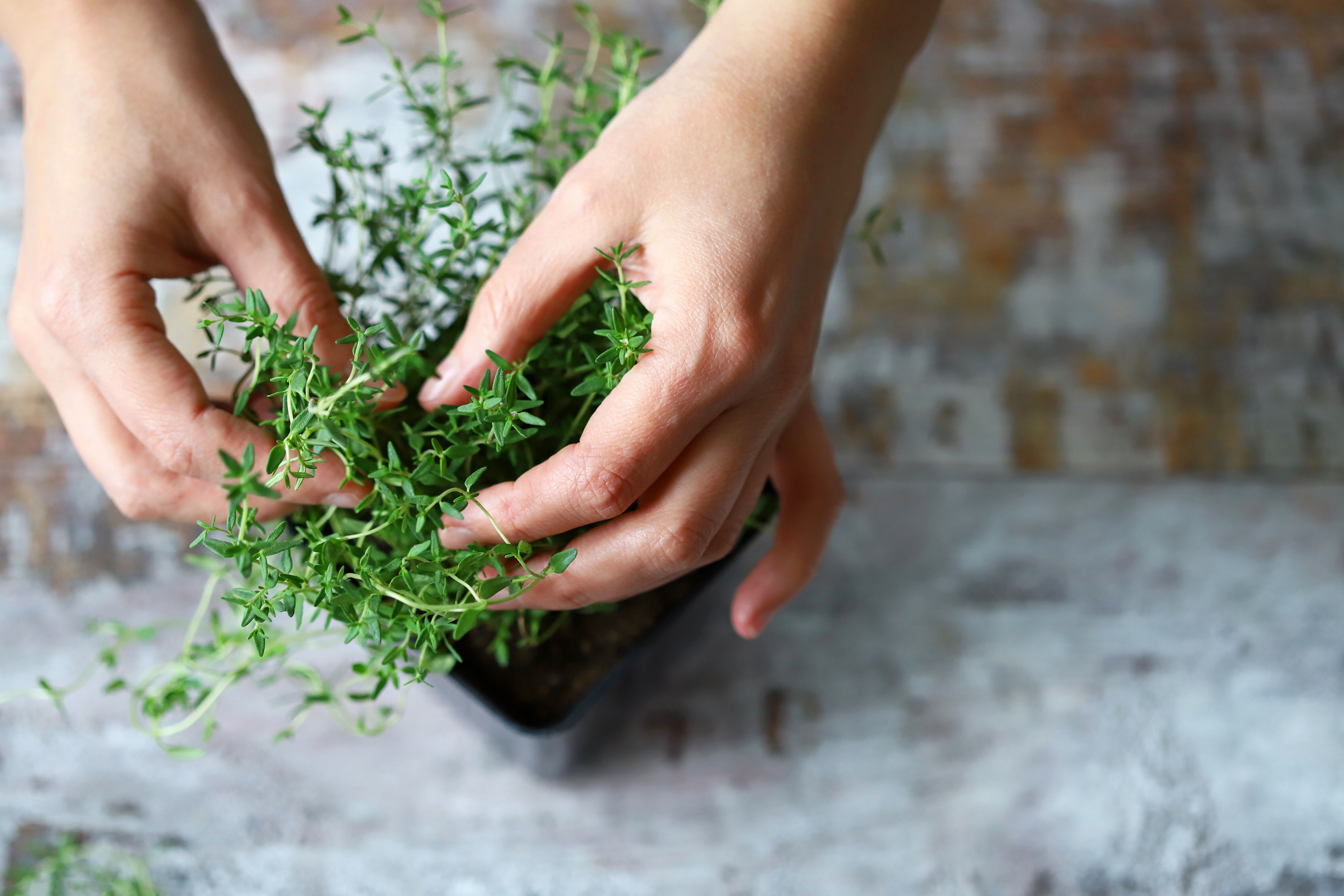 hands tucking thyme into small pot