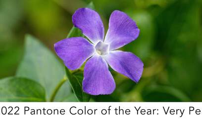 Incorporating the 2022 Pantone Color of the Year in Your Home