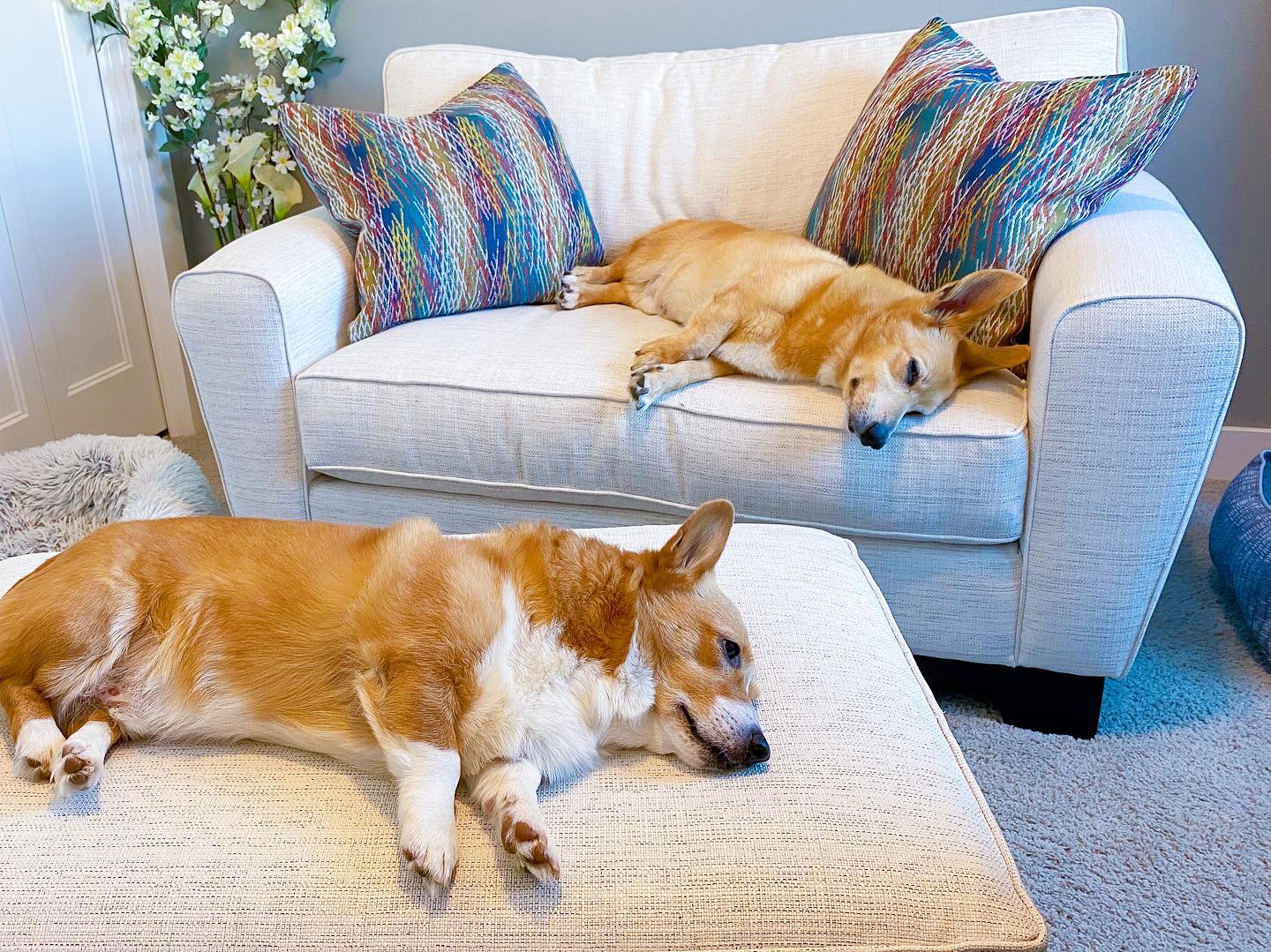 Dogs Sleeping on a White Chair and Ottoman