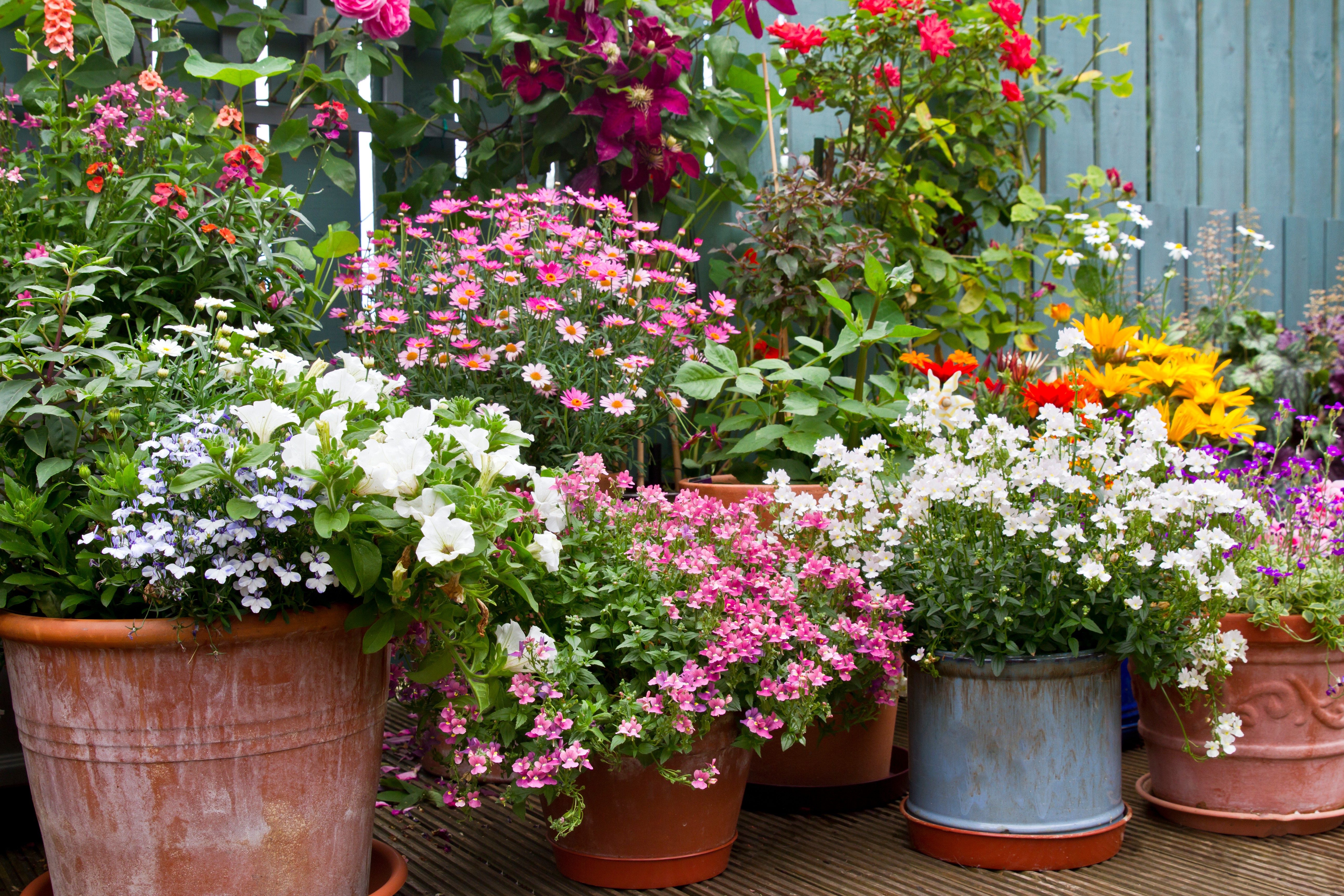 Colorful potted florals