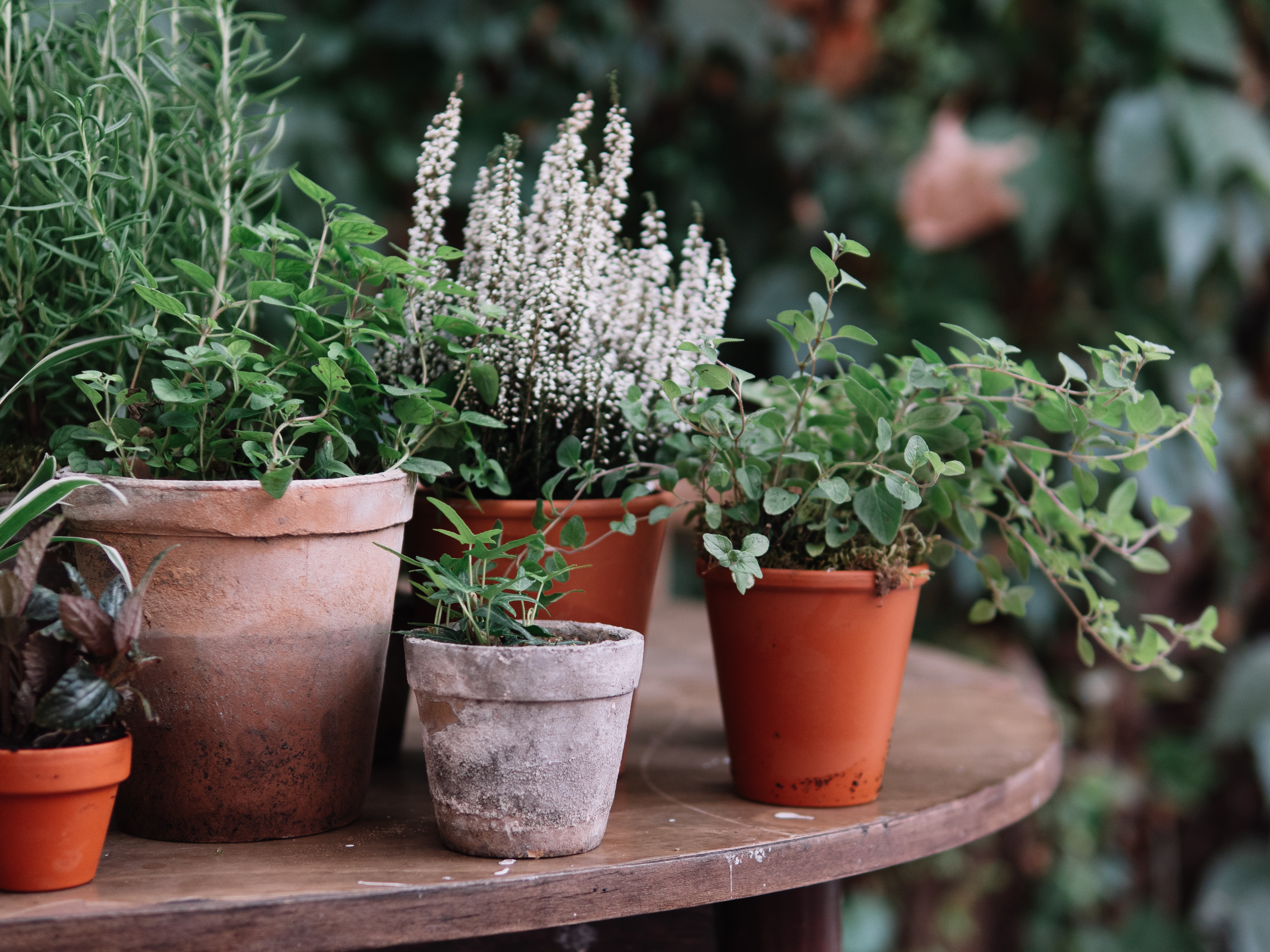 Short greenery and terracotta mix of pots