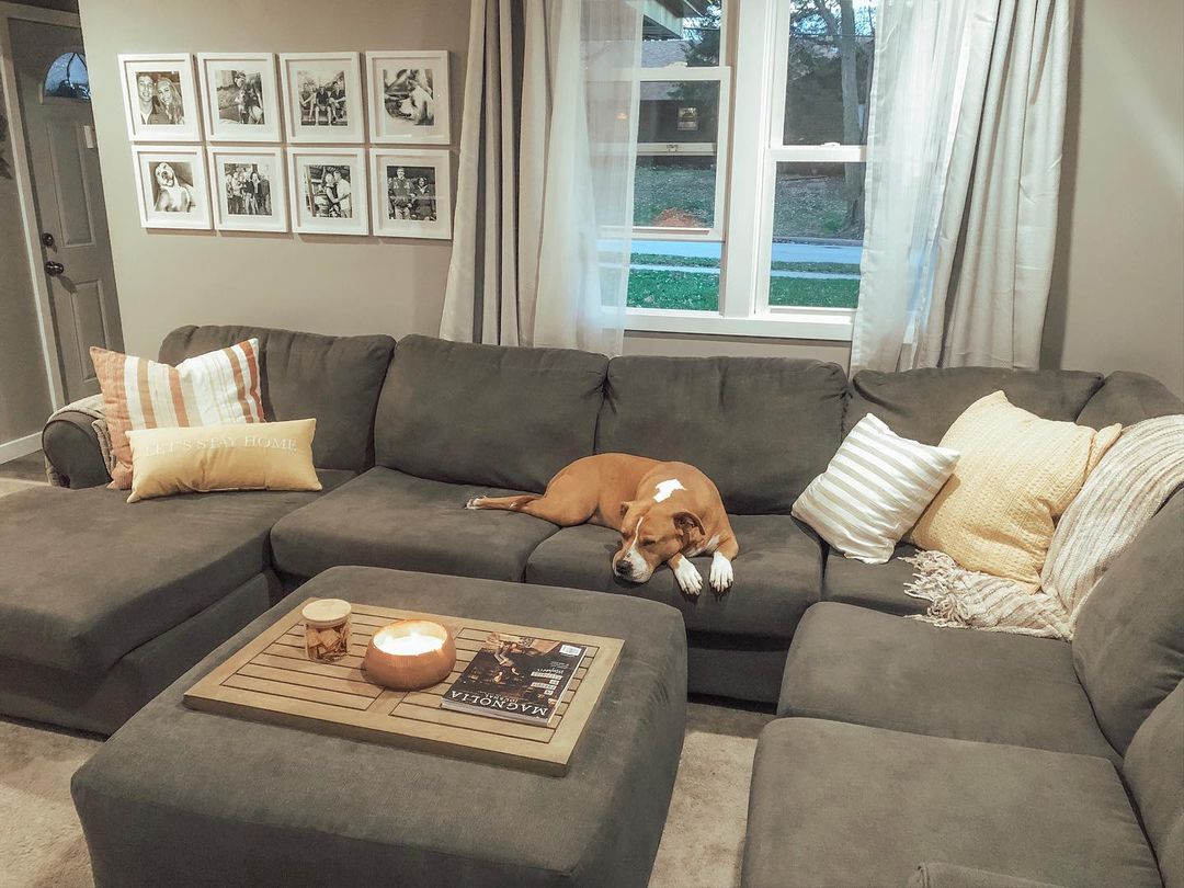 Dog Sleeping on the Jayceon Gray 3-Piece Sectional