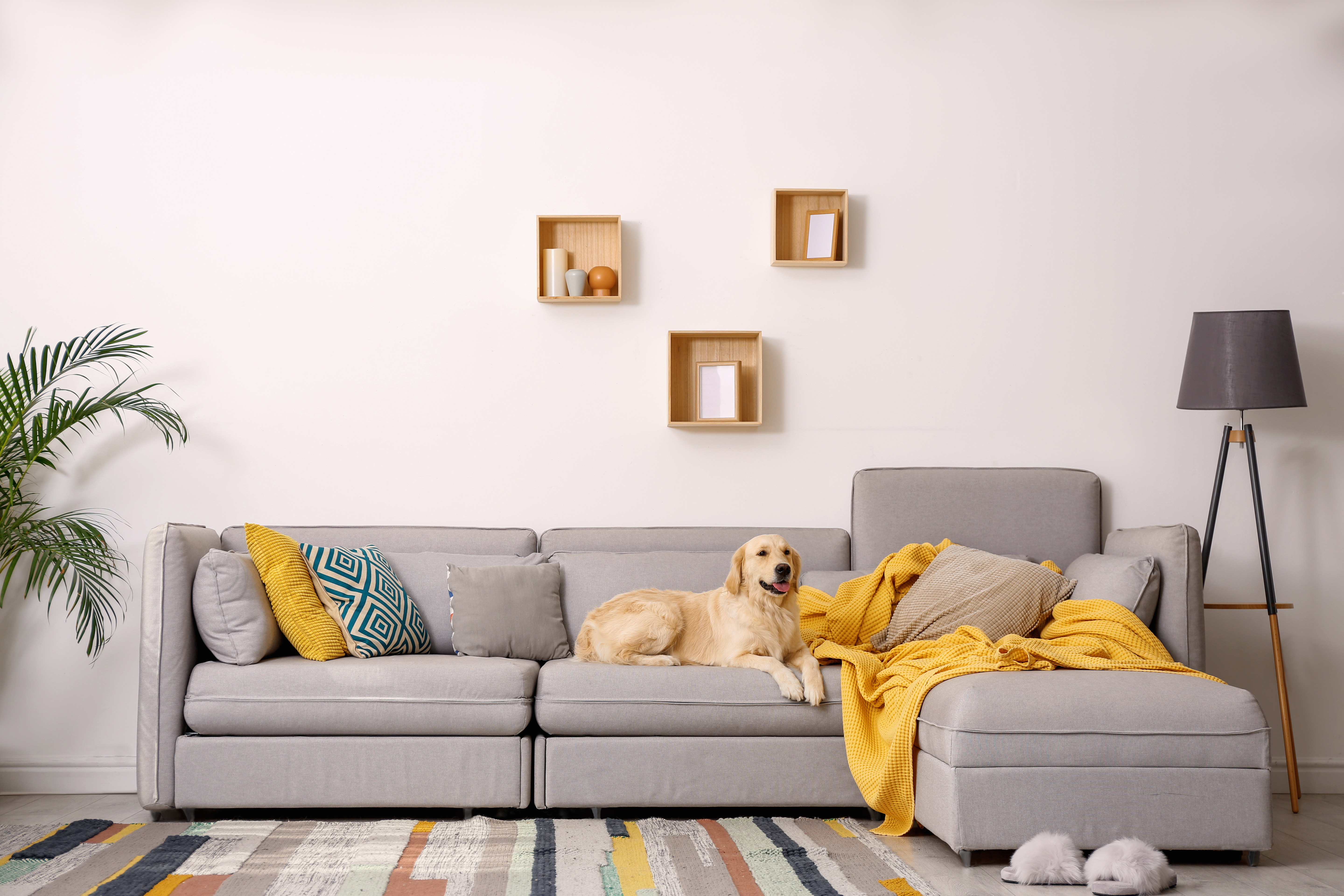 dog lounging on stylish couch