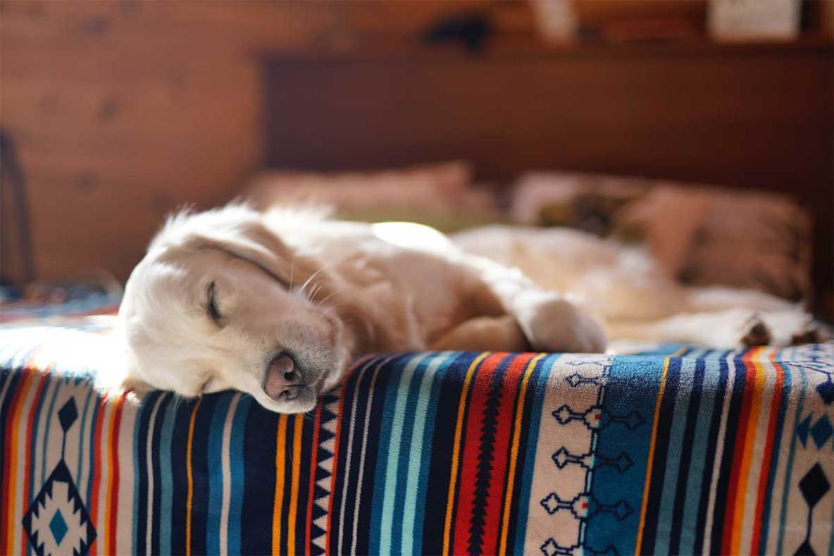 Pet-Hair-Resistant Bedding: 4 Tips for Buying