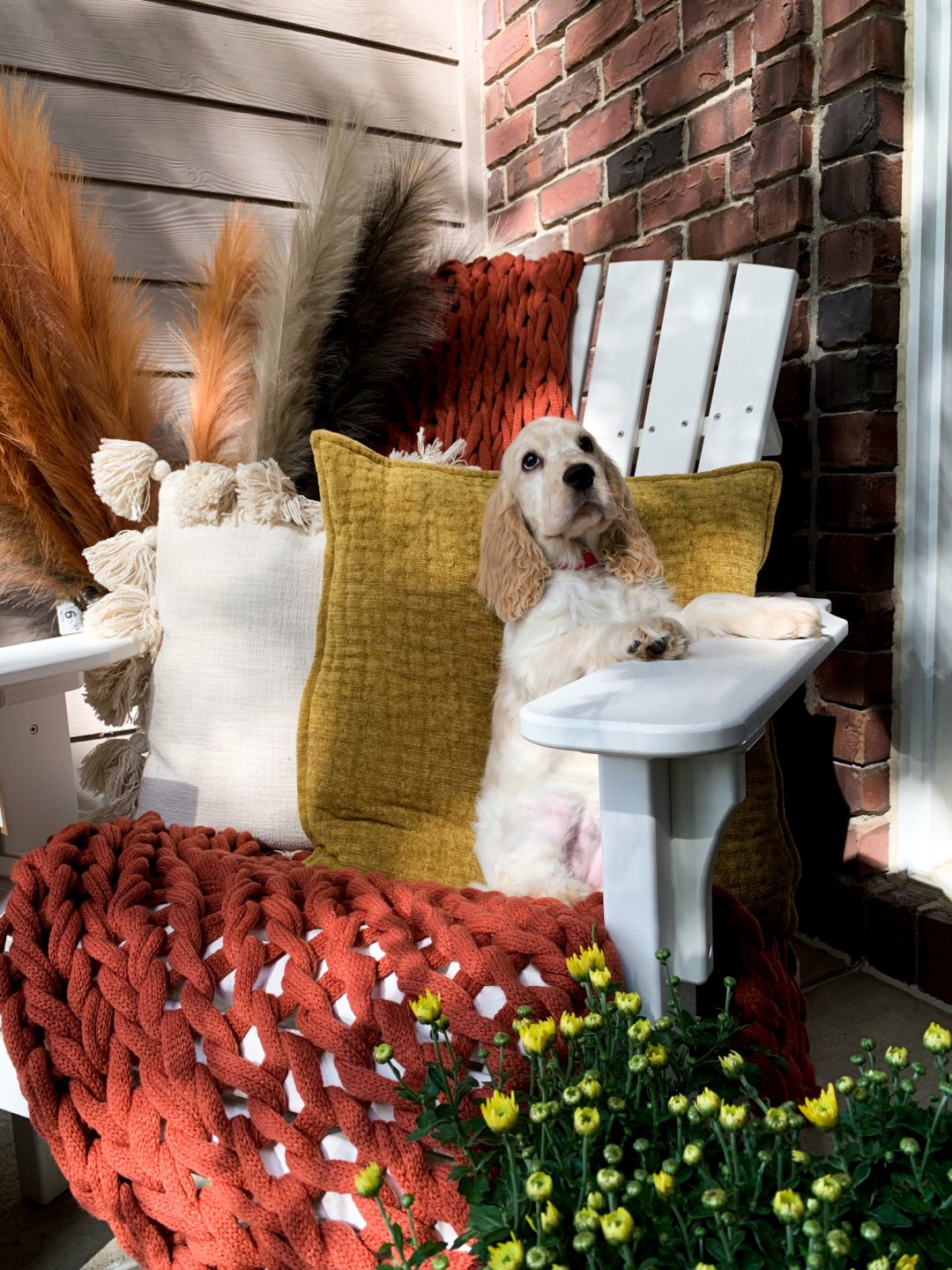 Amish Outdoor Adirondack with dog