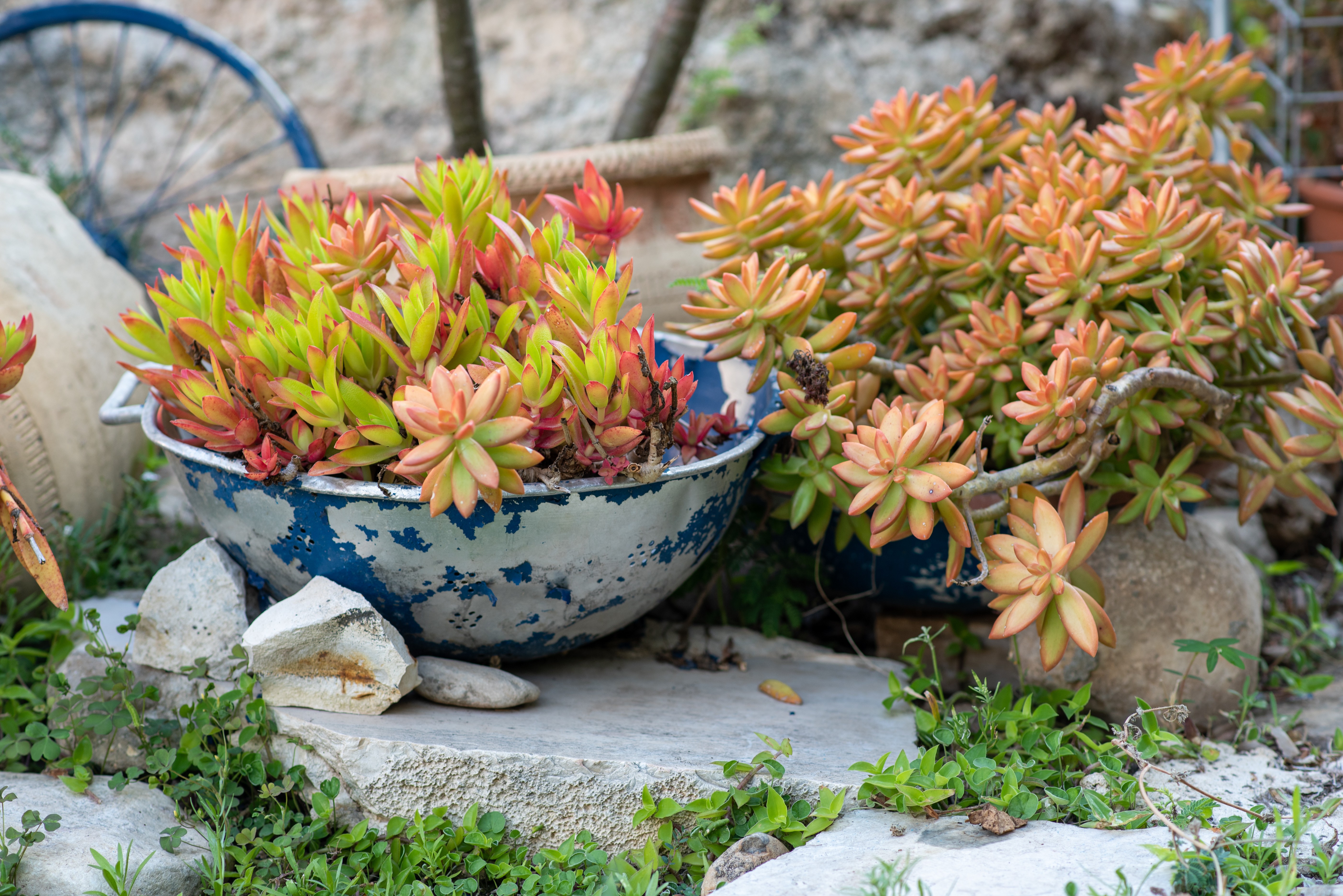 Small succulents planed into old colander