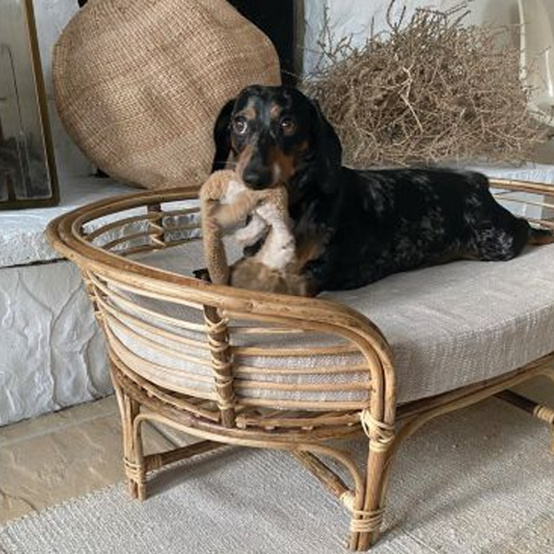 dog on creative co-op rattan dog bed