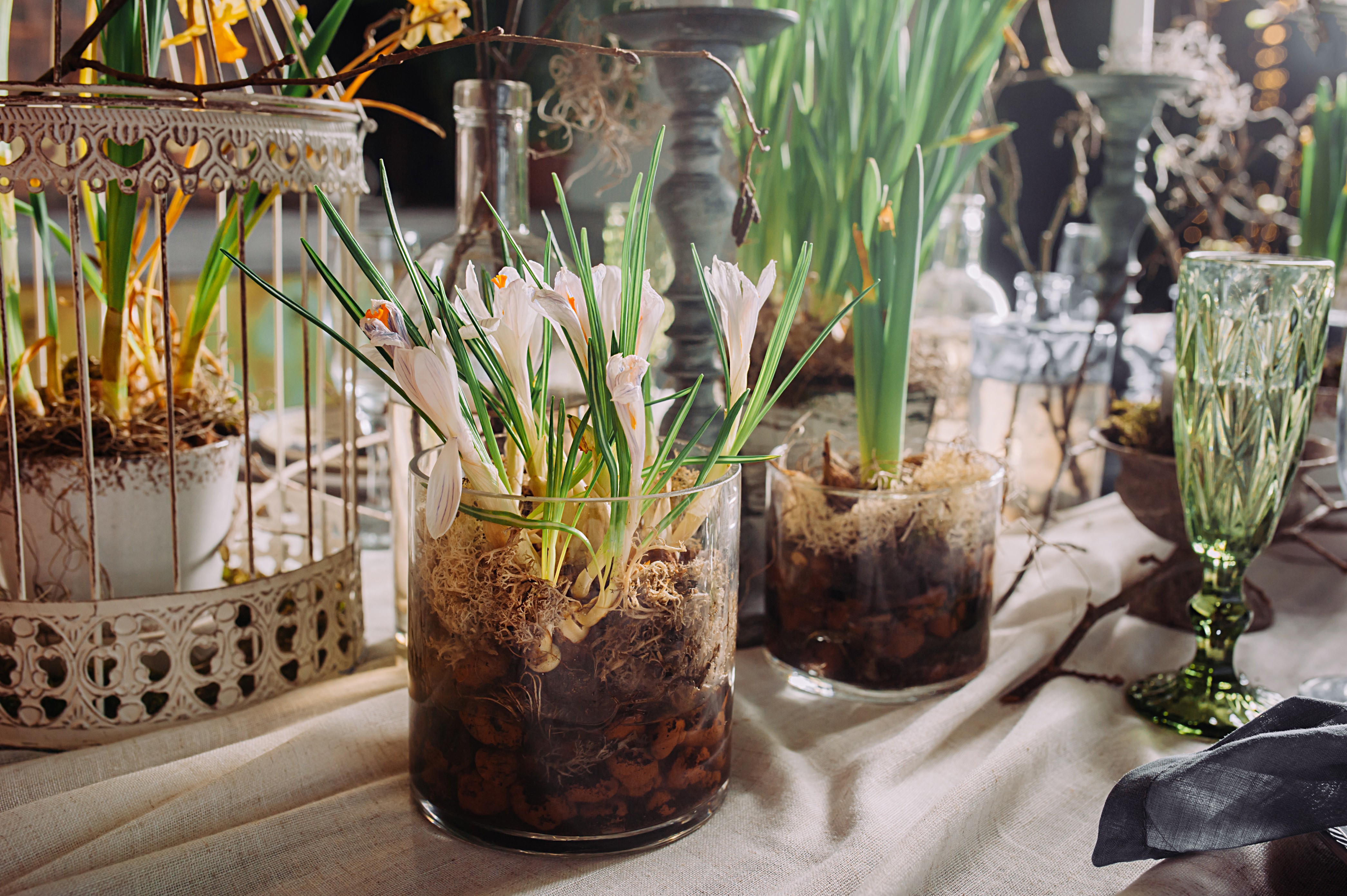 Spring bulbs and greenery as table decor
