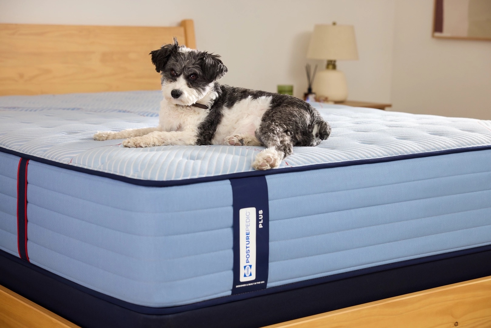 Dog laying on Sealy posturepedic mattress