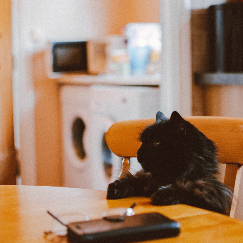 cat sitting at kitchen table