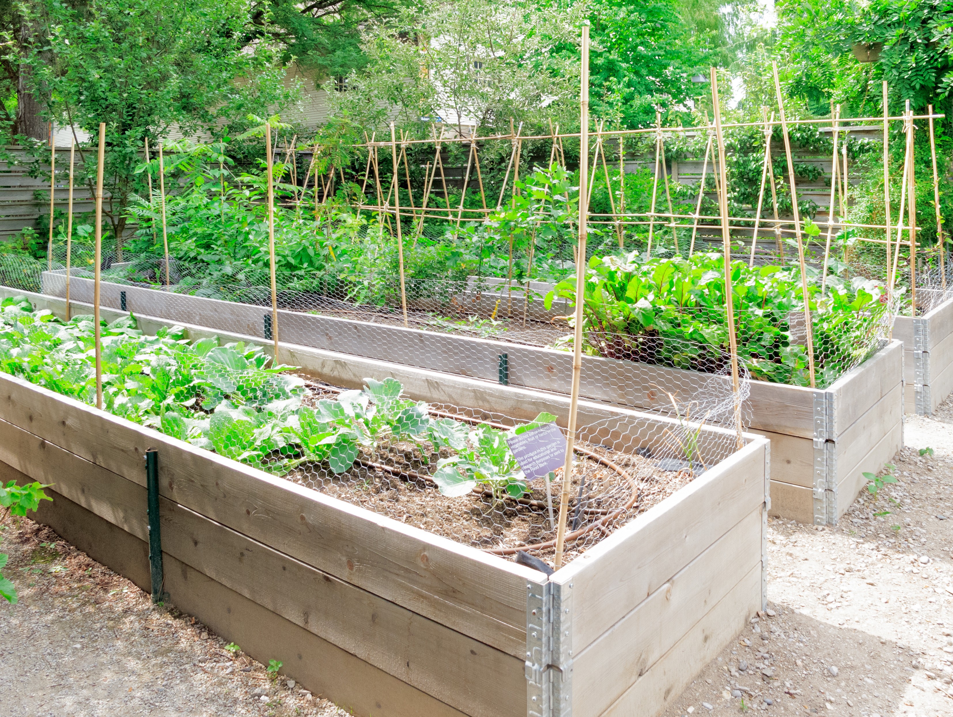 Raised vegetable garden