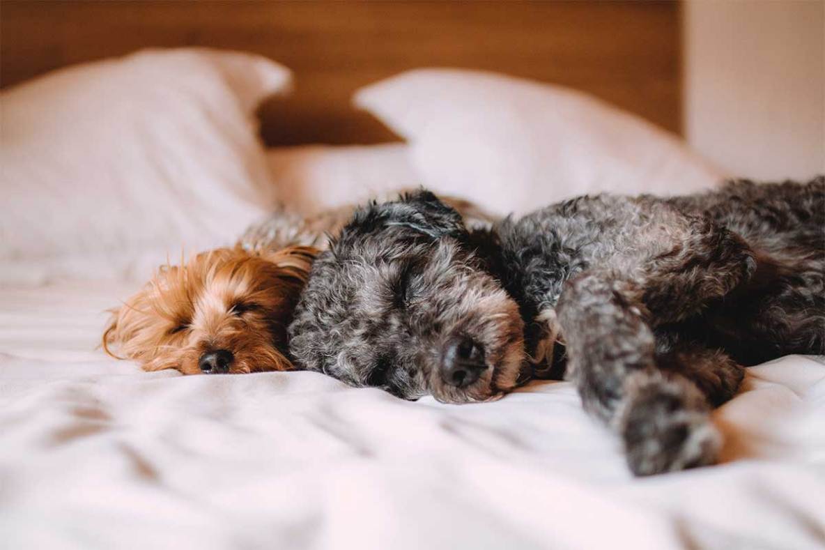 Pet-Hair-Resistant Bedding: 4 Tips for Buying