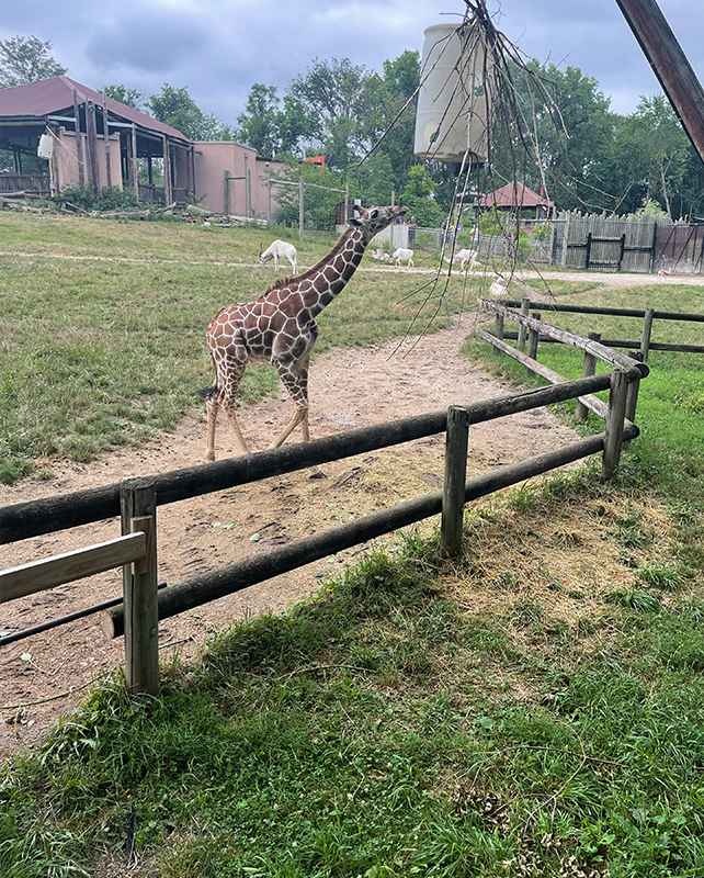 Giraffe at the zoo